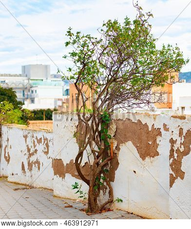 Tree By Shabby Fencing, Cartagena Architecture And Mountain View In Background, Spain