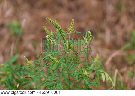 Ambrosia Artemisiifolia Dangerous Allergenic Plant Which Causing Strong Allergy Summer And Autumn. R