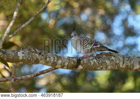 An Australian Adult Crested Pigeon -ocyphaps Lophotes- Bird Perched On A Tree Branch In Colourful So