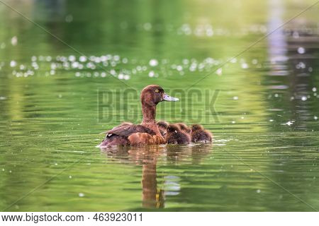 Female Tufted Duck Swims With Her Ducklings In Green Lake