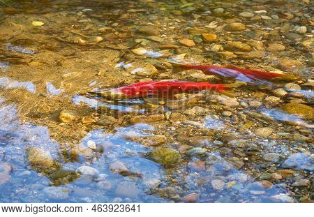 Spawning Male And Female Sockeye Salmon. A Male And Female Sockeye Salmon Ready To Spawn In The Shal