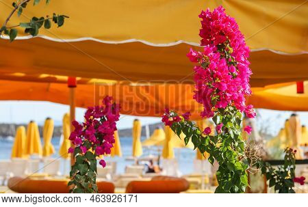 Magenta Bougainvillea Flowers On The Beach In Summer