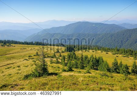 Green Nature Environment Of Trascarpathia. Beautiful Scenery In Mountains Of Chornohora Ridge In Sum