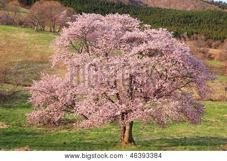 Prunus Sargentii