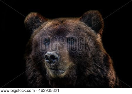 Front View Of Brown Bear Isolated On Black Background. Portrait Of Kamchatka Bear (ursus Arctos Beri