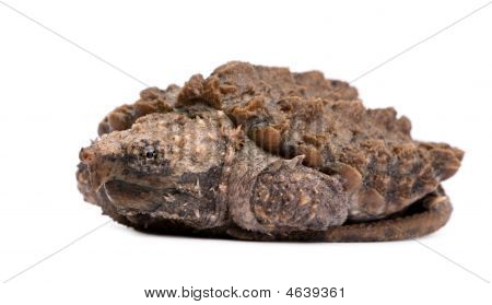 junge Geierschildkröte Macrochelys temminckii