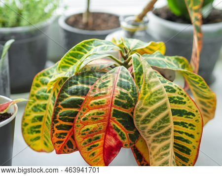 Colorful Leaves Of Codiaeum Variegatum Or Fire Croton. Growing Flowering Plants At Home. Gardening O