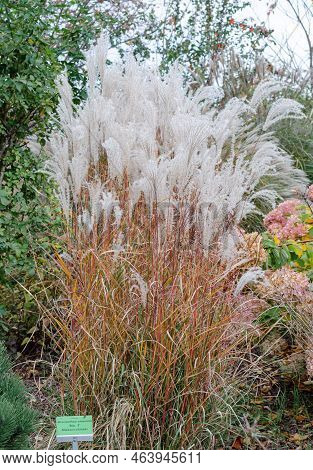 Miscantus Sinensis No.1 In Autumn In Botany, Poland.