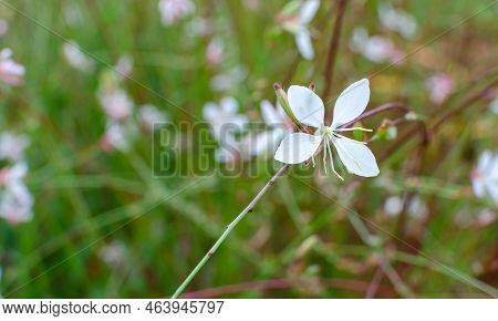 Small White 4 Petal Flower Of Clematis On Curves Stem , Macro, Autumn In Botany In Poland. Floral Ba