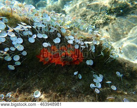 Bryozoa Or Moss Animal Schizomavella (schizomavella) Linearis Undersea, Aegean Sea, Greece, Halkidik