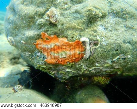 Bryozoa Or Moss Animal Schizomavella (schizomavella) Linearis Undersea, Aegean Sea, Greece, Halkidik