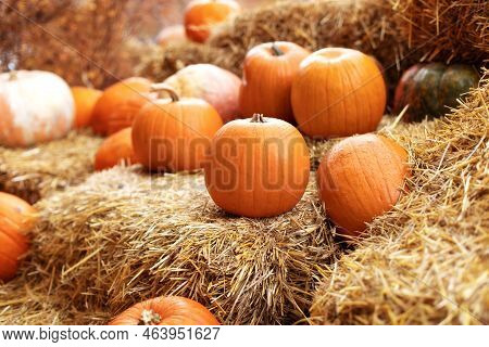 Orange Halloween Pumpkins On Stack Of Hay Or Straw In Sunny Day. \nhalloween Decoration At Home. Rus