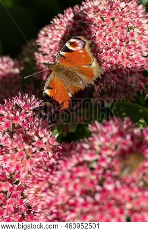 A Peacock Butterfly Is Eating On A Pink Sedum Flower - Hare Cabbage. A Flowerbed With Flowers Pollin