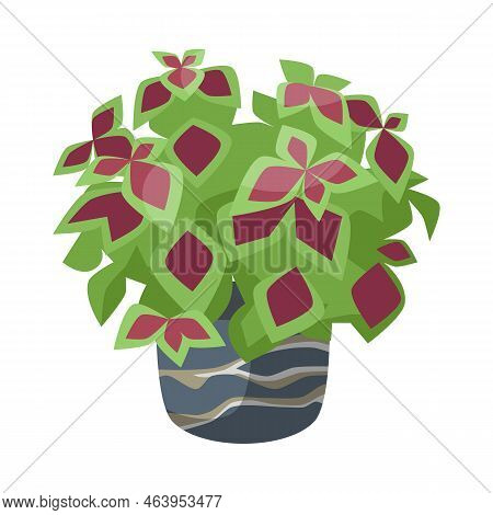 Coleus In Flower Pot Flat Vector Illustration