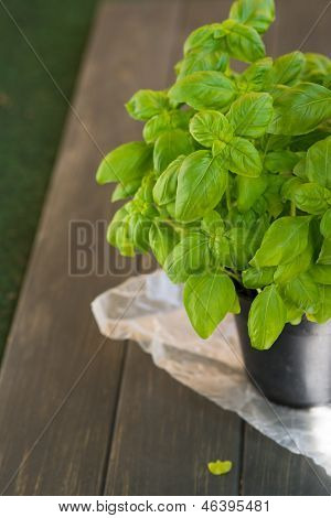 Basil rostlina
