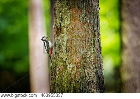 Dendrocopos Major. Wild Nature Of The Czech Republic. Evening Photography. Free Nature. Beautiful Pi