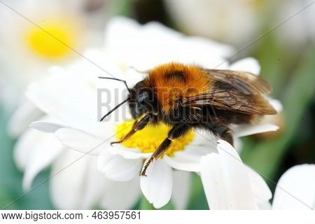 Closeup On A Queen Tree Bumblebee, Bombus Hypnorum Sitting On A White Flower In The Garden