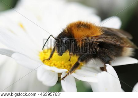 Closeup On A Queen Tree Bumblebee, Bombus Hypnorum Sitting On A White Flower In The Garden