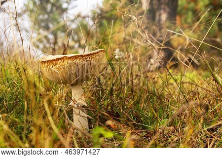 Fly Agaric In Dry Grass In The Autumn Meadow Against The Background Of Sunlight. Dangerous Mushrooms
