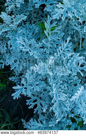 Openwork Leaves Of Cineraria Maritime, Silver Ornamental Plant, Gray Green Leaves, White Leaves Of T