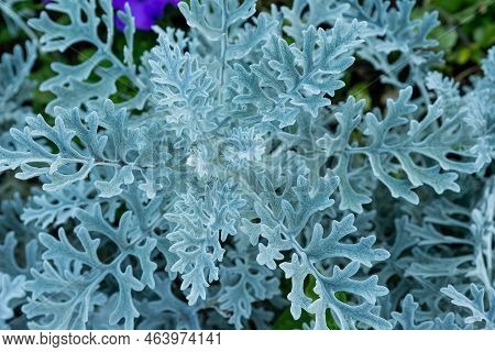 Openwork Leaves Of Cineraria Maritime, Silver Ornamental Plant, Gray Green Leaves, White Leaves Of T