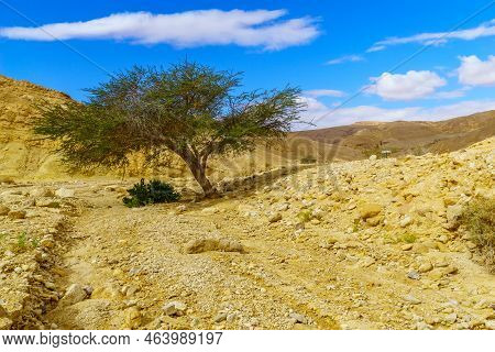 Winter View Of Desert Landscape In The Shkhoret Canyon, With Acacia Tree, Massive Eilat Nature Reser