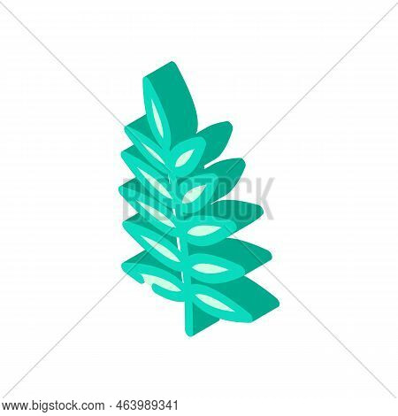 Chamaedorea Tropical Leaf Isometric Icon Vector. Chamaedorea Tropical Leaf Sign. Isolated Symbol Ill
