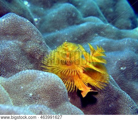 A Yellow Christmas Tree Worm, Spirobranchus Giganteus Boracay Island Philippines