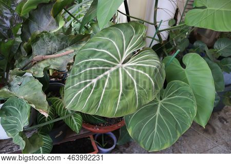 Philodendron Gloriosum ,philodendron Plant In The Garden