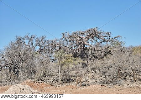 Big Old Baobab Tree In The Kaokoveld Northern Namibia