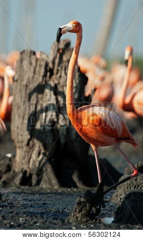 The American Flamingo (phoenicopterus Ruber)