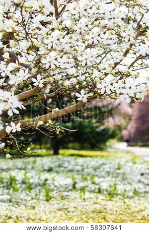 Flowering White Magnolia In Spring Park On Sunny Day