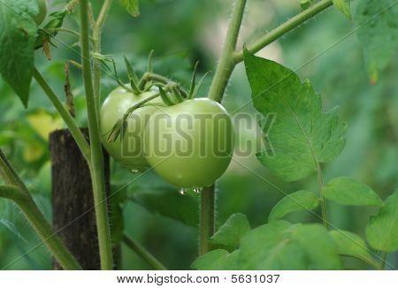 未成熟的绿色番茄