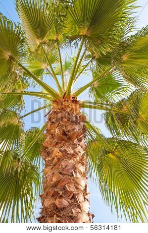 Under a palm tree