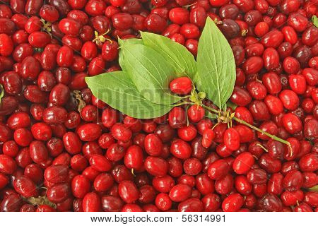Cornelian Cherries (Cornus mas)