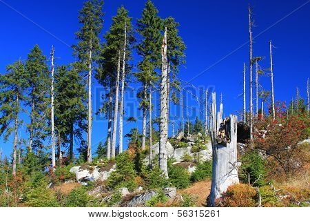 Forest Dieback