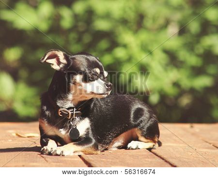 a cute chihuahua sitting in the sun