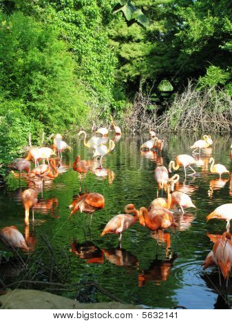 Pink Flamingos wading in water