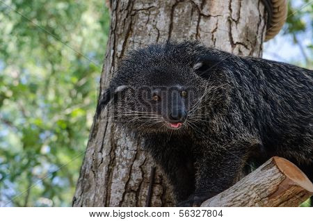 Animale raro e divertente - Binturong