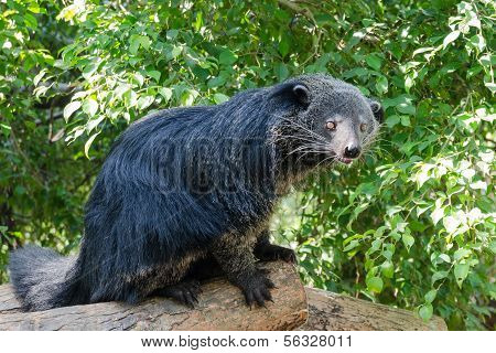 Animale raro e divertente - Binturong