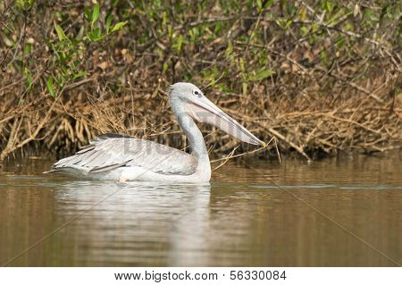 Pink-backed Pelican (pelecanus Rufescens)