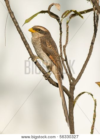 Yellow-billed Shrike (corvinella Corvina)