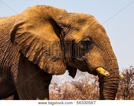 Słoń afrykański (loxodonta)