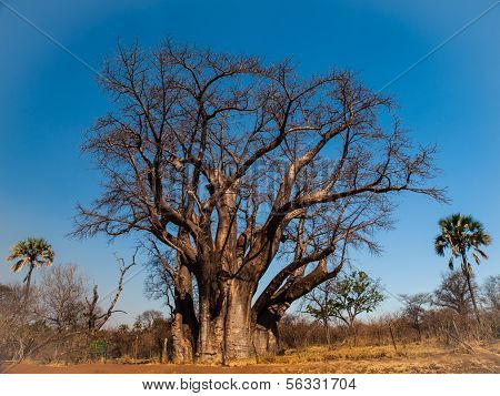 Big Baobab Tree