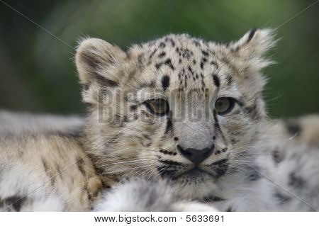 Snow Leopard Cub