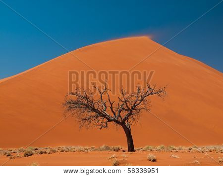 Acacia Tree In Front Of Dune 45 In Namid Desert