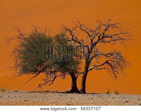 Acacia Tree In Front Of Dune 45 In Namid Desert