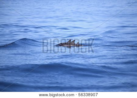 Pływać z delfinami