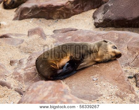 Brown Fur Seal (Arctocephalus pusillus)