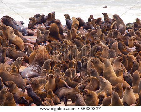 Kolonie fok futra Brown (arctocephalus Pusillus)